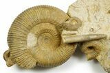 Jurassic Fossil Ammonites, Sea Snail, Belemnites, and Clams - France #367914-1